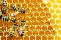 Бджолосім'ї бджола карпатка