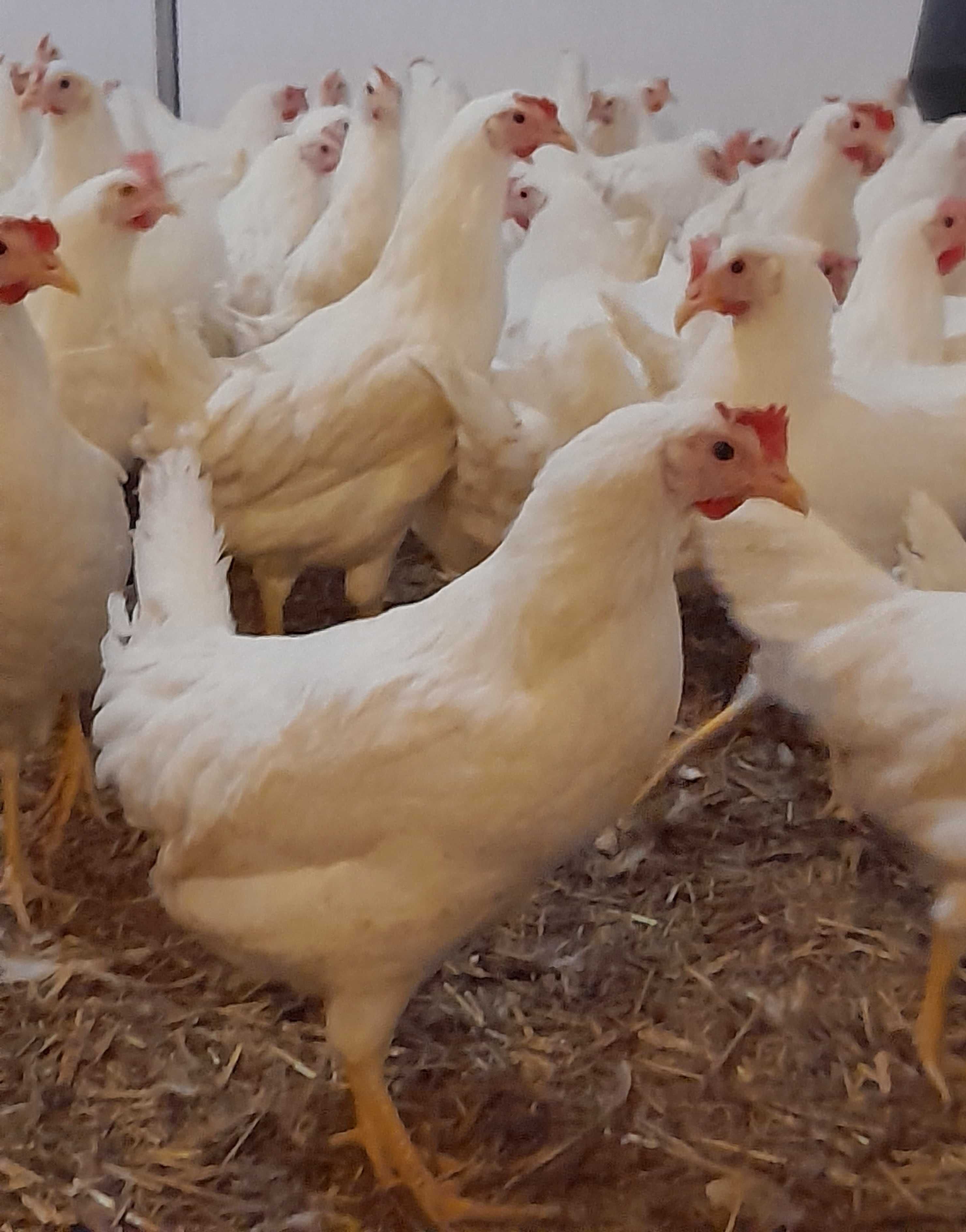 Kury Leghorn Leghorny 24tyg Wysyłka