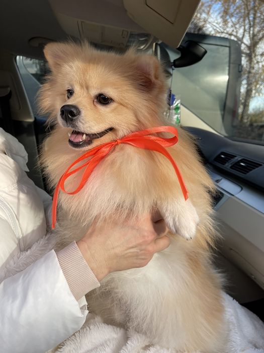 Обіймай і не відпускай  чарівні Померанські шпіци тут!