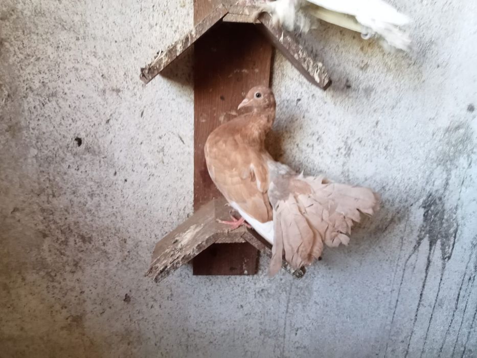 Pombos rabo de leque