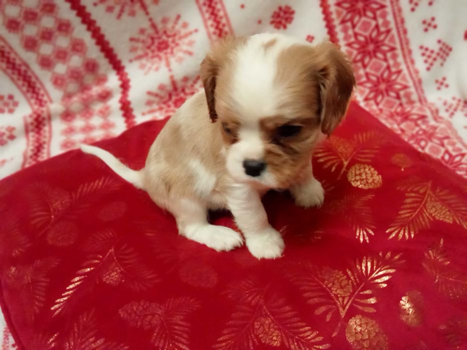 Pieski sunia cavalier king charles spaniel