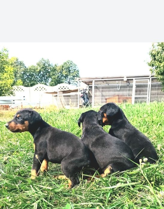 Doberman- suczka