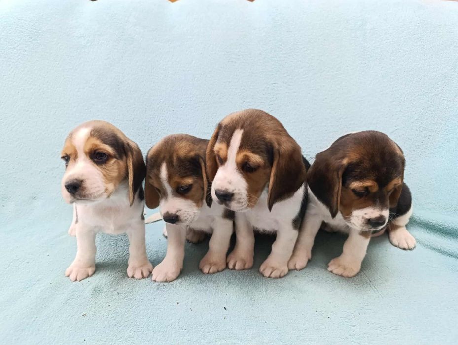 Beagle szczeniaki- pieski
