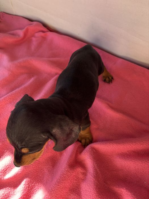 Teckel femea miniatura