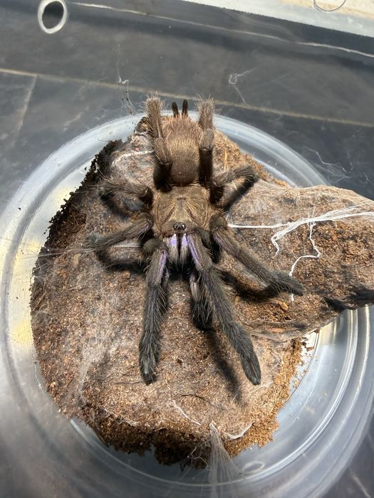 Samica Chilobrachys natanicharum ( electric blue) 3dc