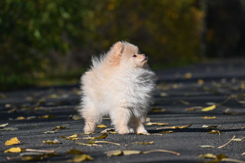 Zapraszamy do rezerwacji Szpic mały kolorowy współczesny FCI