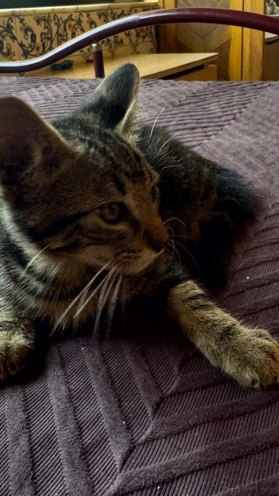 Estou doando 3 gatos