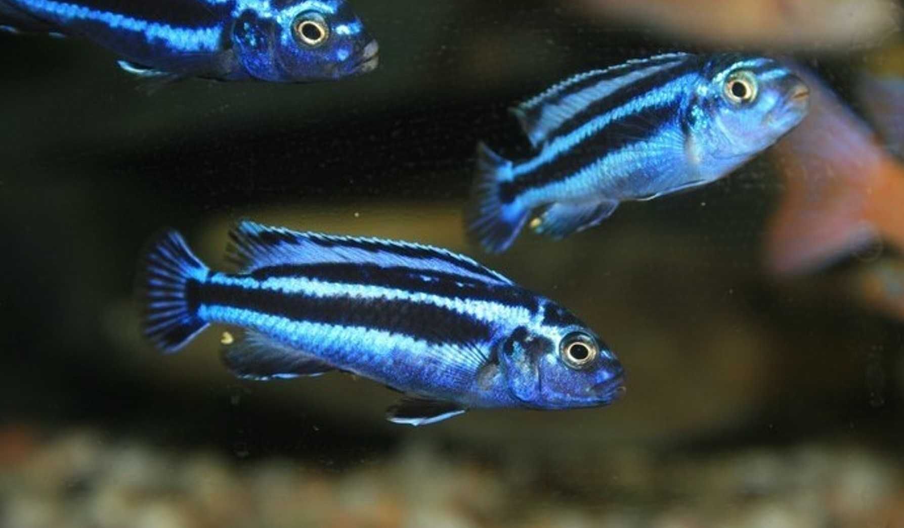 Melanochromis cyaneorhabdos MAINGANO - PYSZCZAK - dowóz, wysyłka