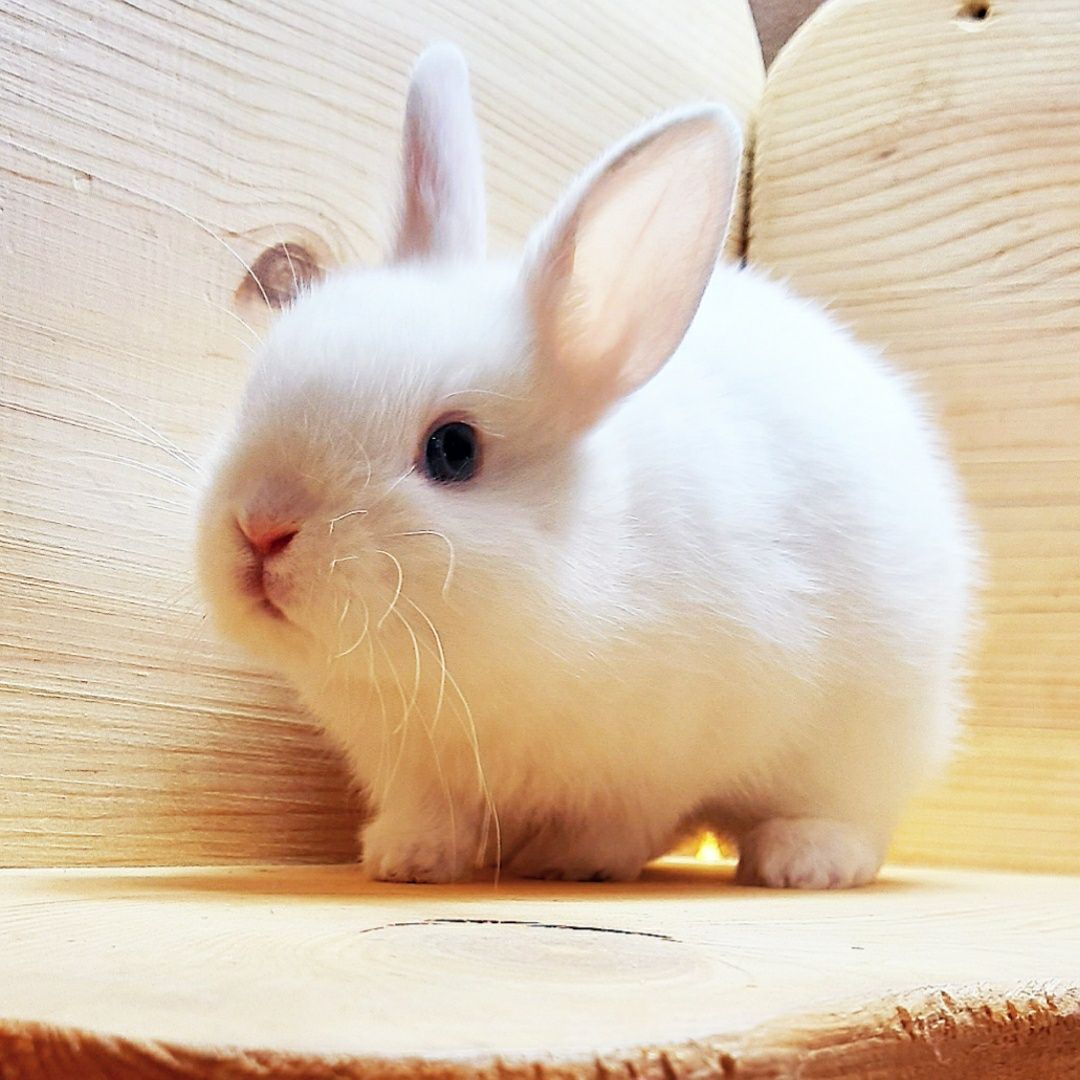 Карликовые миниатюрные декорат.торчеухие и вислоухие мини кролики