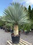 Juka Rostrata meozoodporna - Yucca rostrata do ogrodu