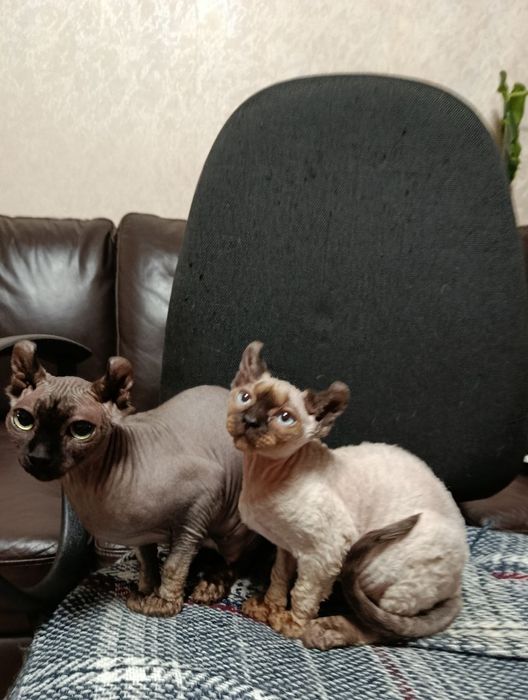 Шикарная девочка эльфийка.