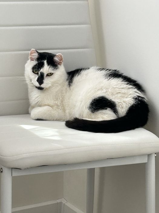 Marcel - poleca się do adopcji .