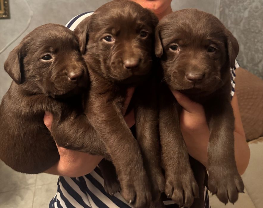 Продам цуценят лабрадора