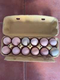 Ovos de galinha galados para incubação