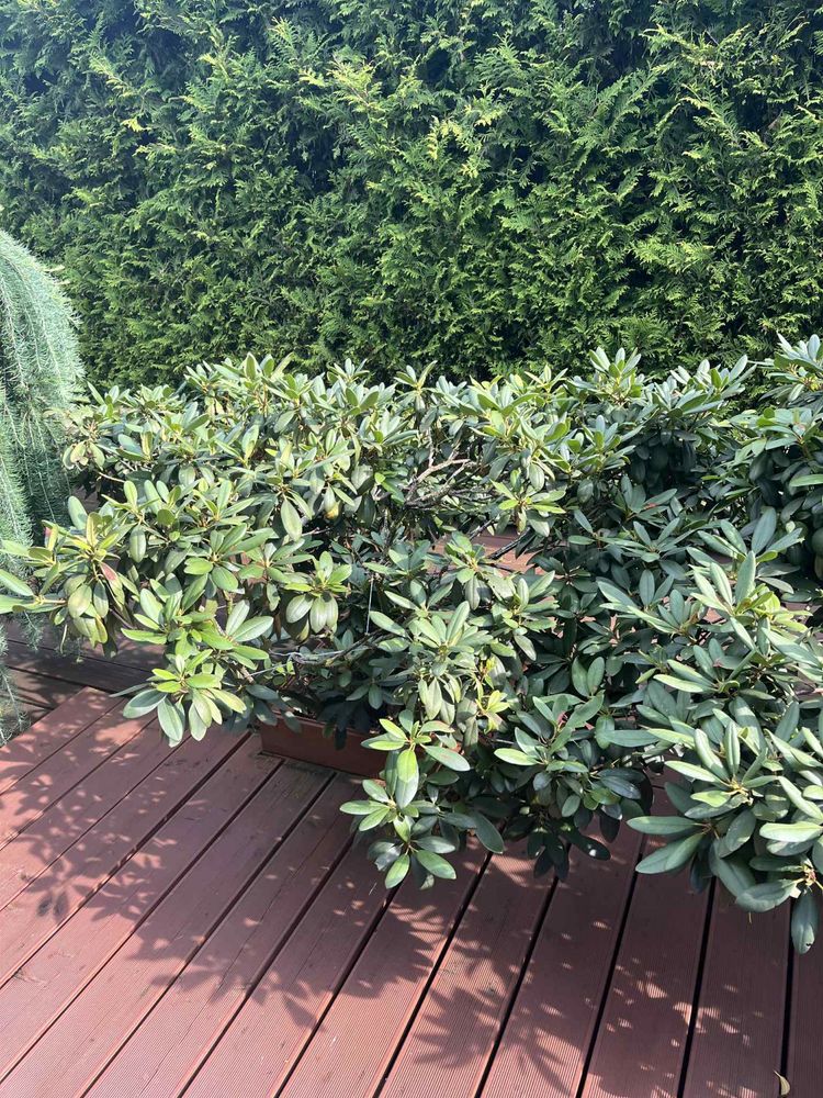 Rododendron rododendrony 12 - letnie różanecznik