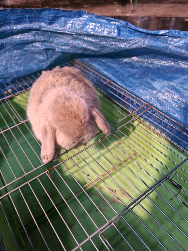 Kit coelhos anoes mini lop, mini holandes, e toy na minha criacao