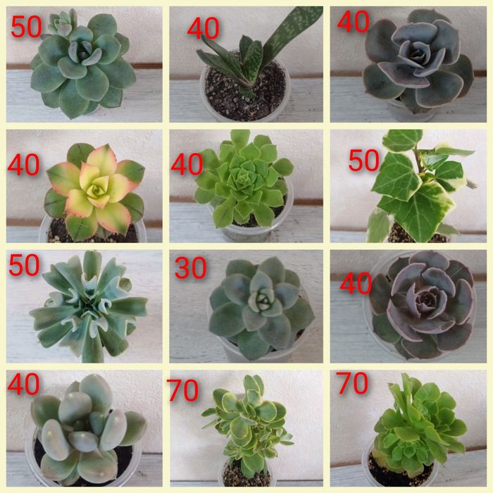 Сукуленти ехеверії, хрестовники,еоніуми, красули, делосперма,оскулярія