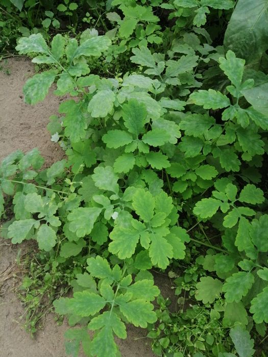 Glistnik (jaskółcze ziele) sadzonka