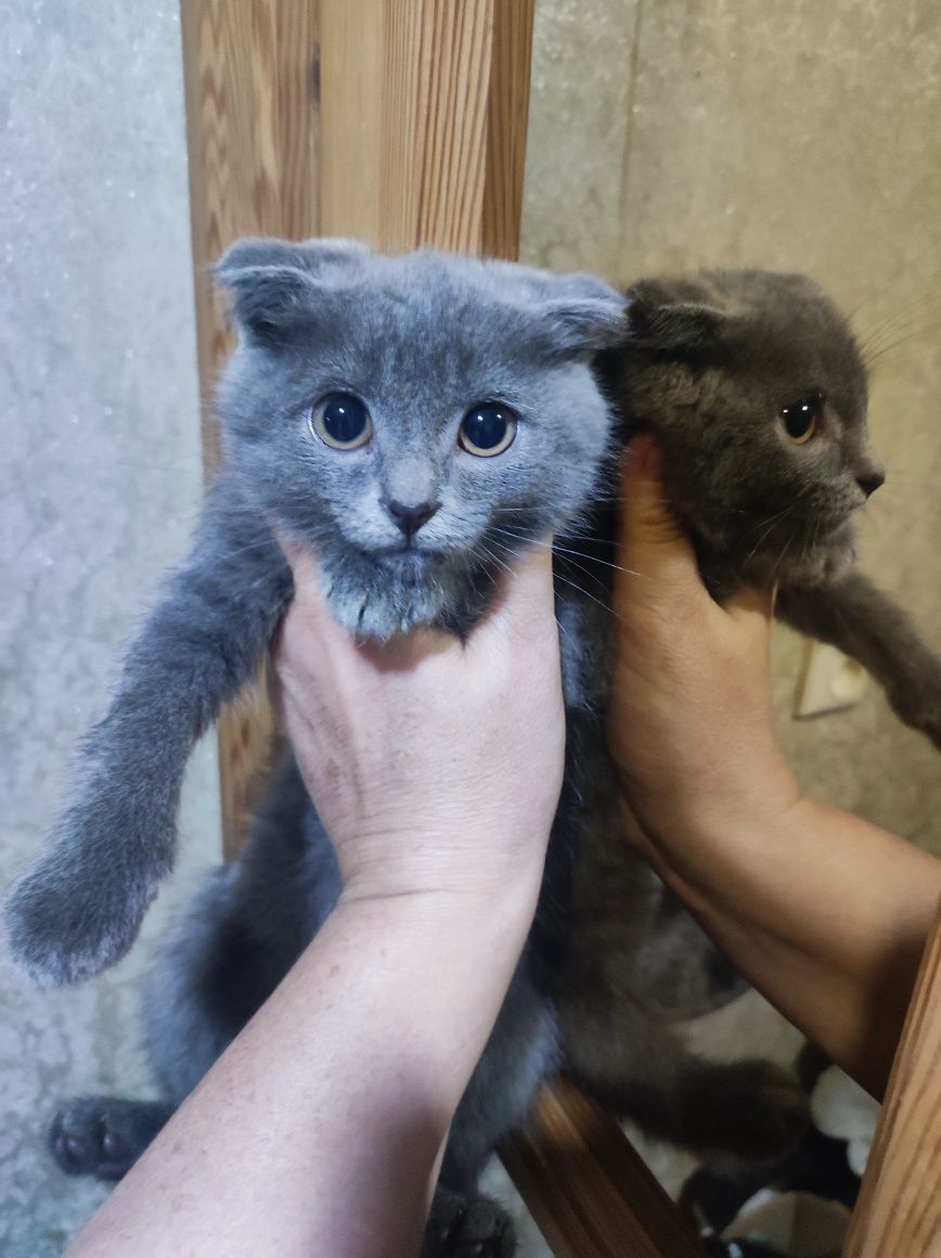 Кошенята висловухі , 2 міс