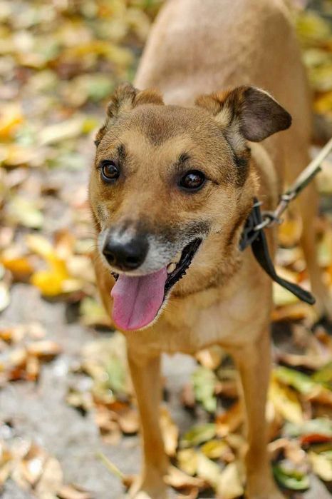 Джесі шукає родину