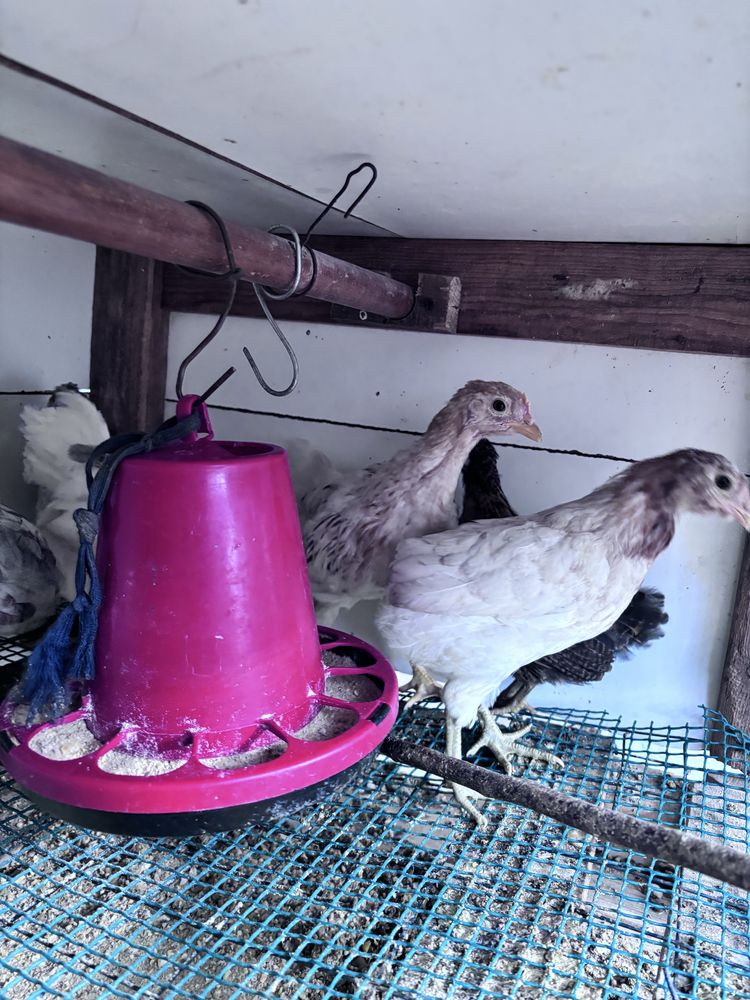 Frangas , pintos e patos