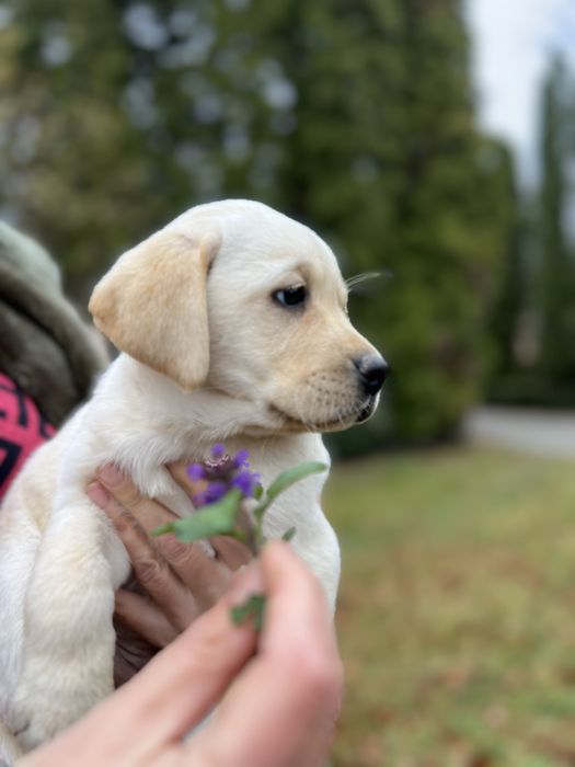 Красуньчики Лабрадори