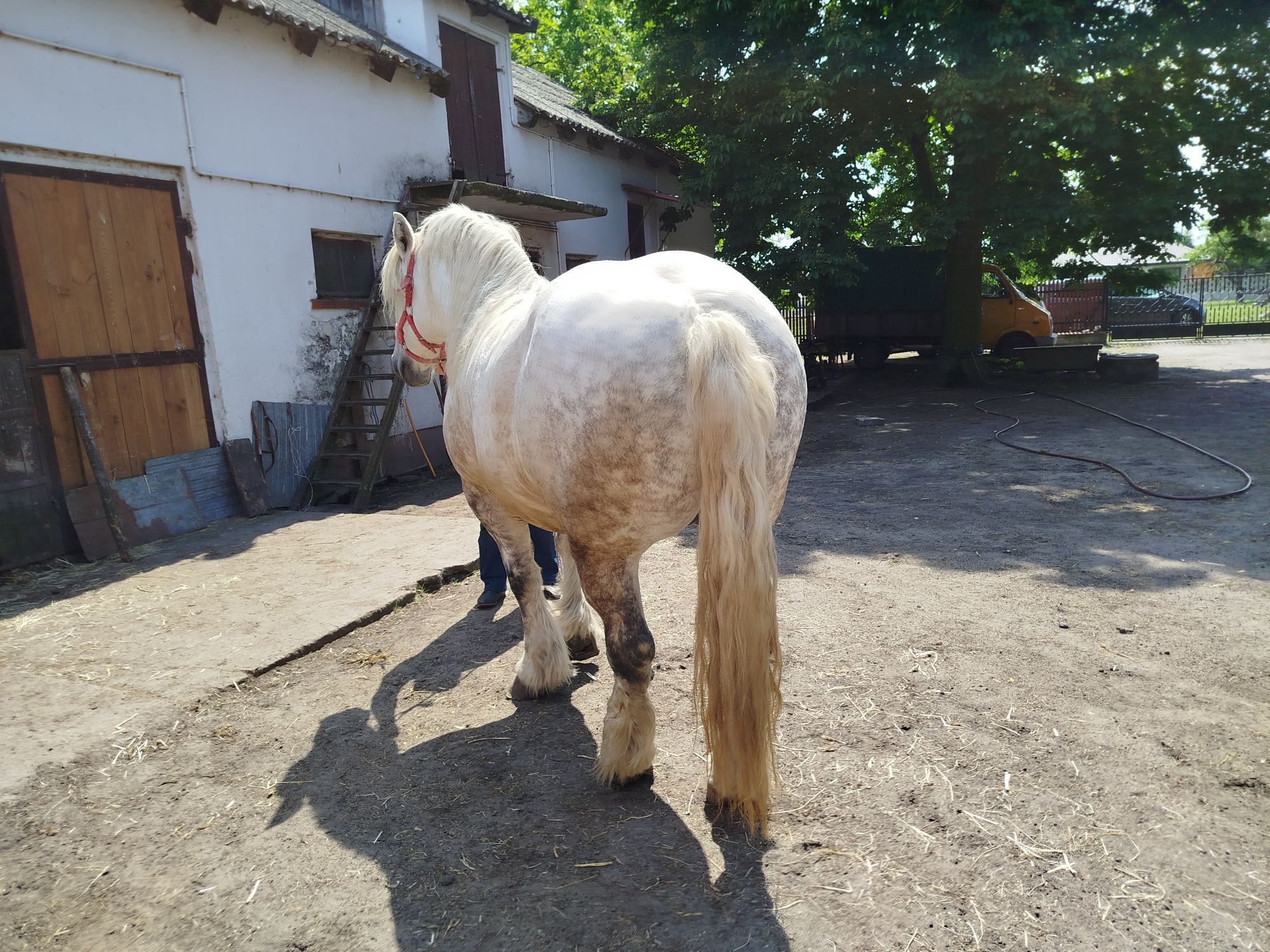 Koń  zimnokrwiste