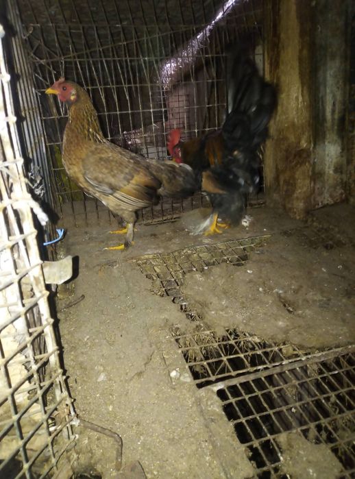 Продам карликові бентамки 250 грн