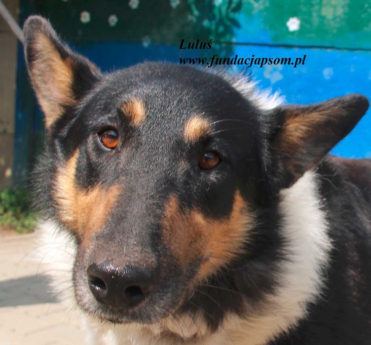 Luluś potrzebny domek