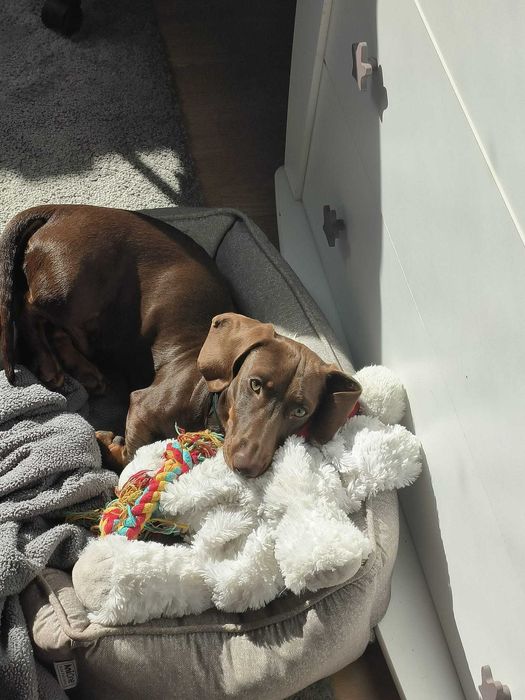 Teckel femea choco tan