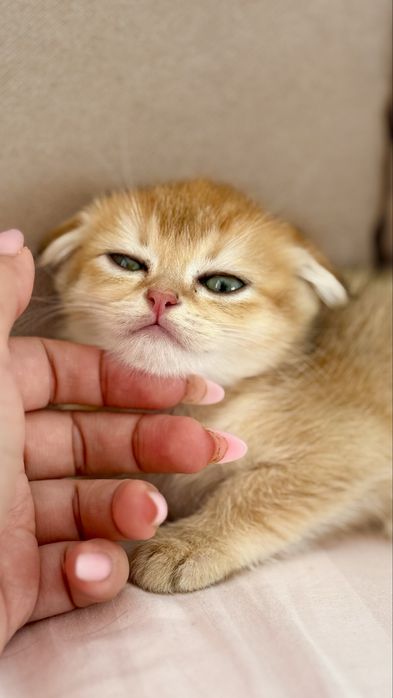 Золоті малюки в улюбленці