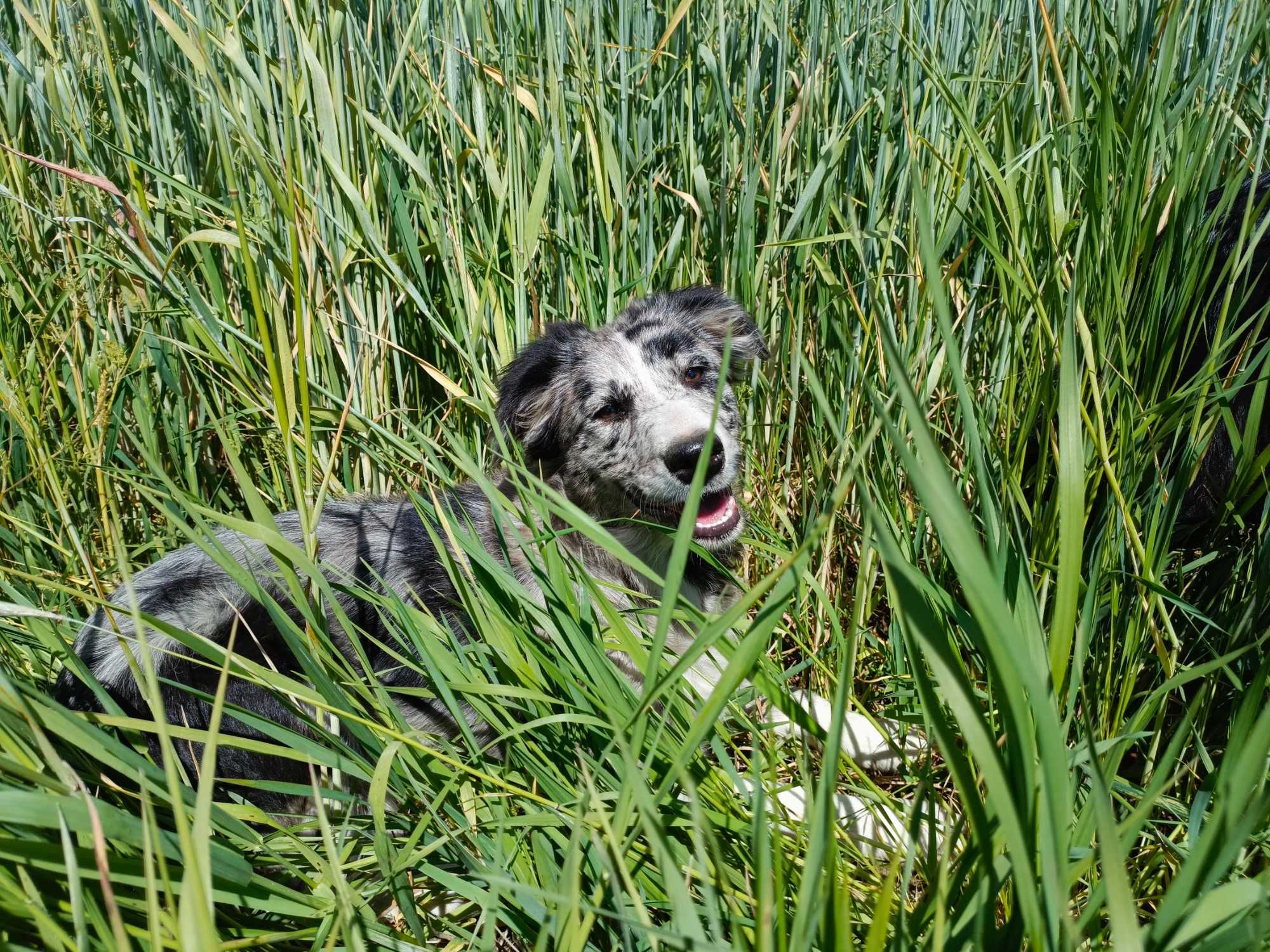 Border collie blue merle suczka