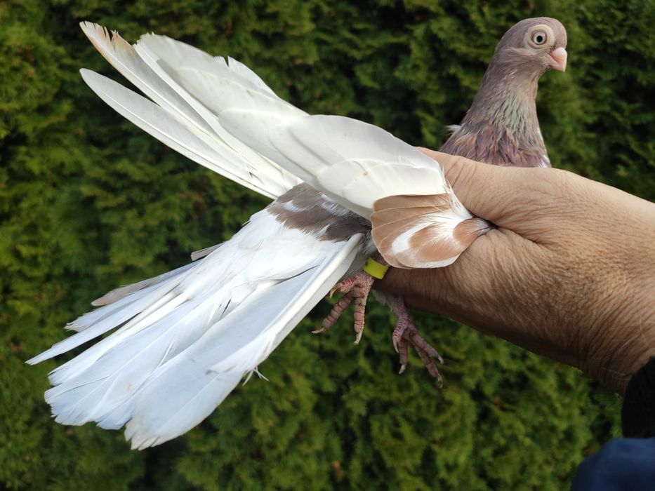 Sprzedam gołębie zamojskie gładkie