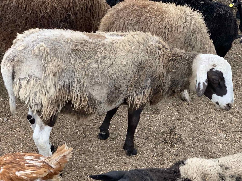 Продам барана крос-Дорпер