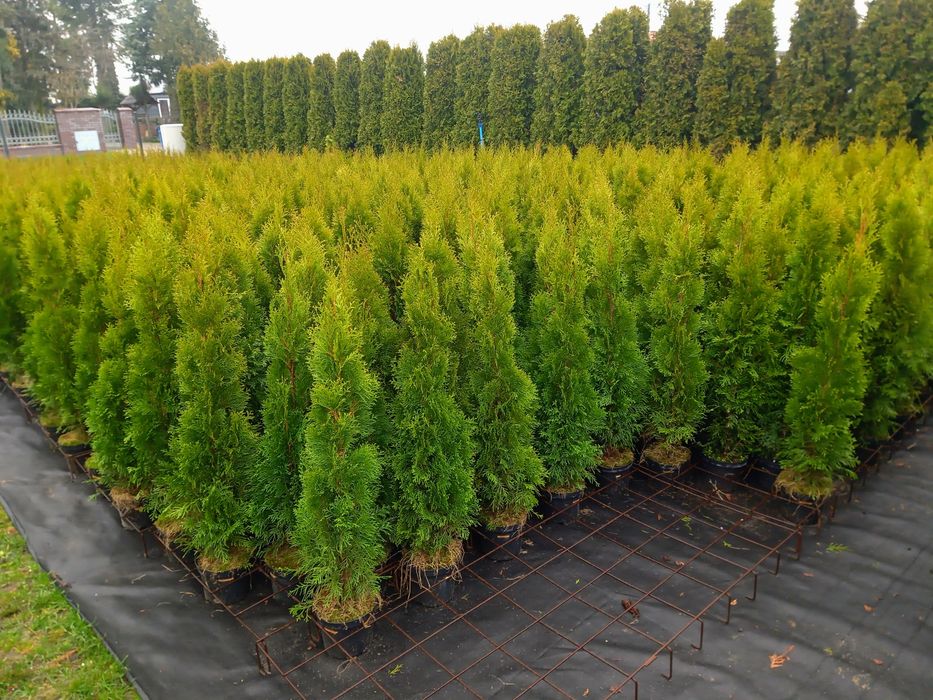 Tuja Szmaragd 110-125cm