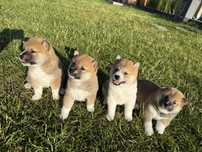 Shiba inu szczeniak