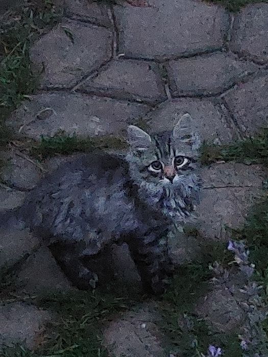Віддамо кошенят у добрі руки
