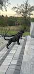 Cane Corso Italiano