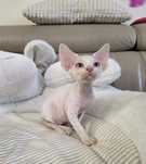 Devon Rex - Kalif - dostępny kocurek - Trójmiasto