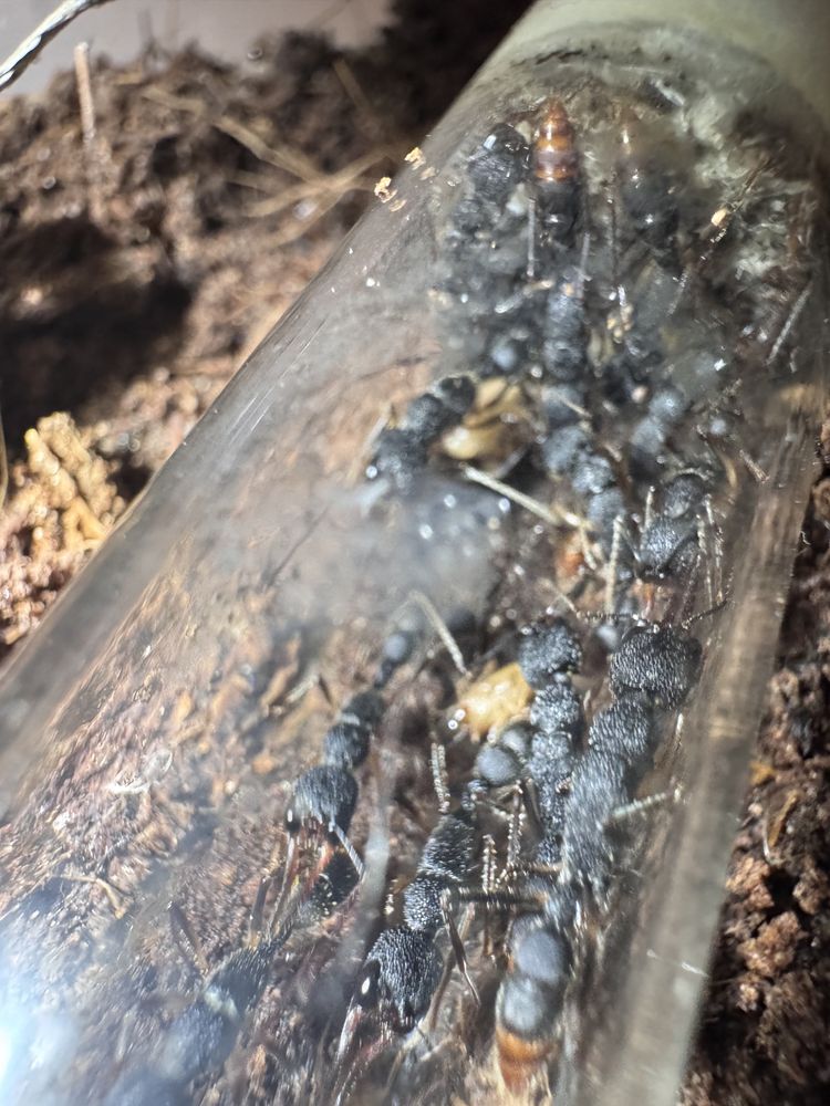 Okazja !!! Harpegnathos venator mrówki q + 15 robotnic