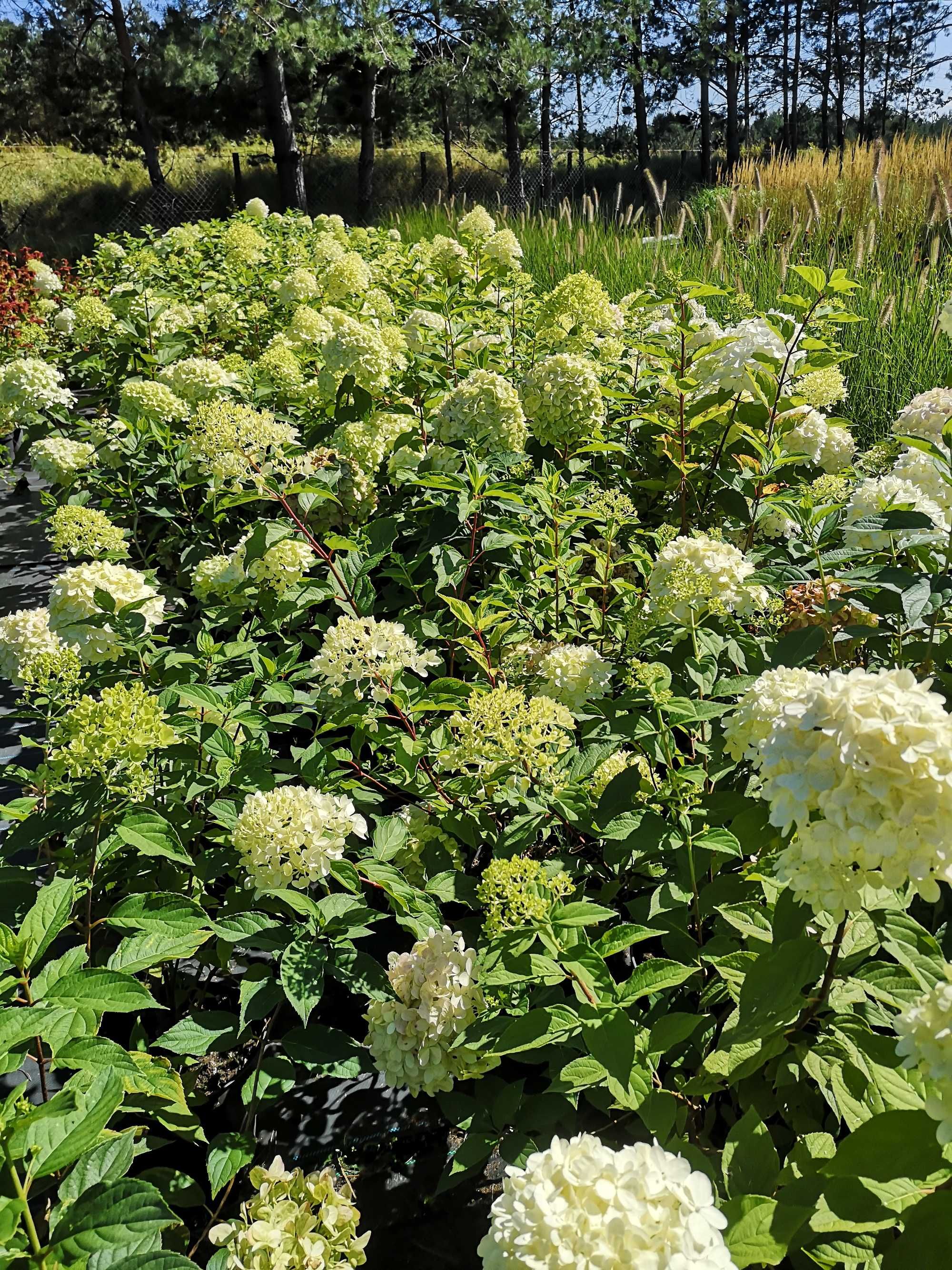 Hortensje Bukietowe  'Limelight'