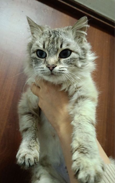 Гарна киця в добрі руки