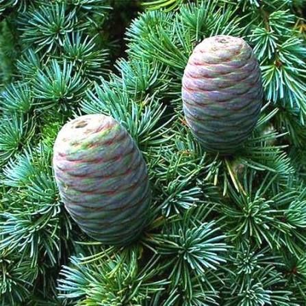 кедр Атласький 20см (останній)