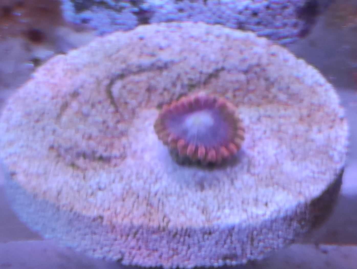Akwarium morskie - Zoanthus zoa Lunar Eclipse