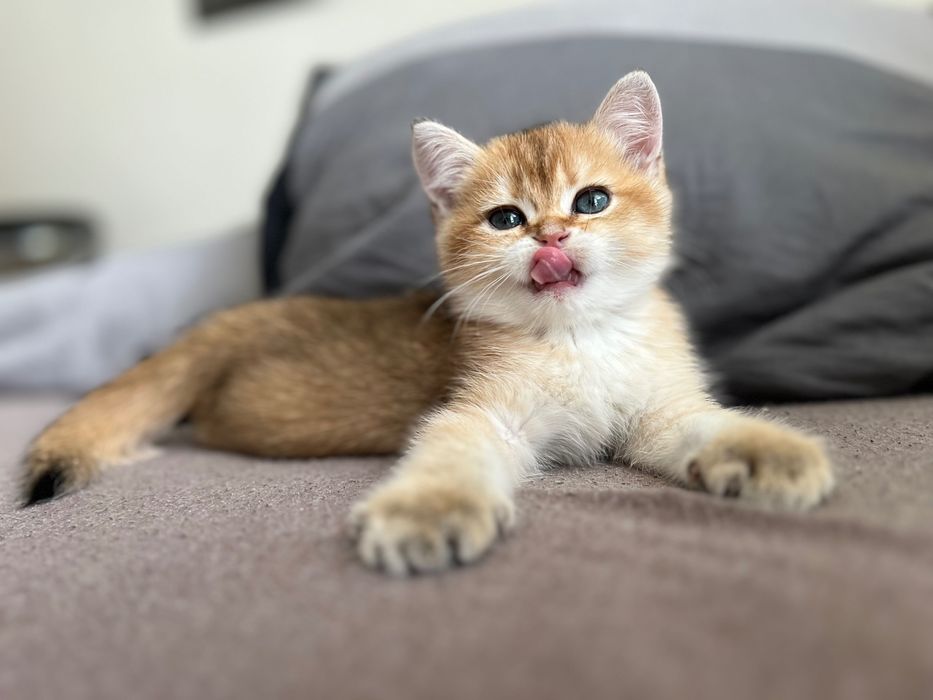 Британська золота Шиншила Котик