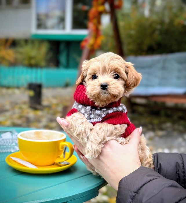 Миниатюрная девочка Мальтипу