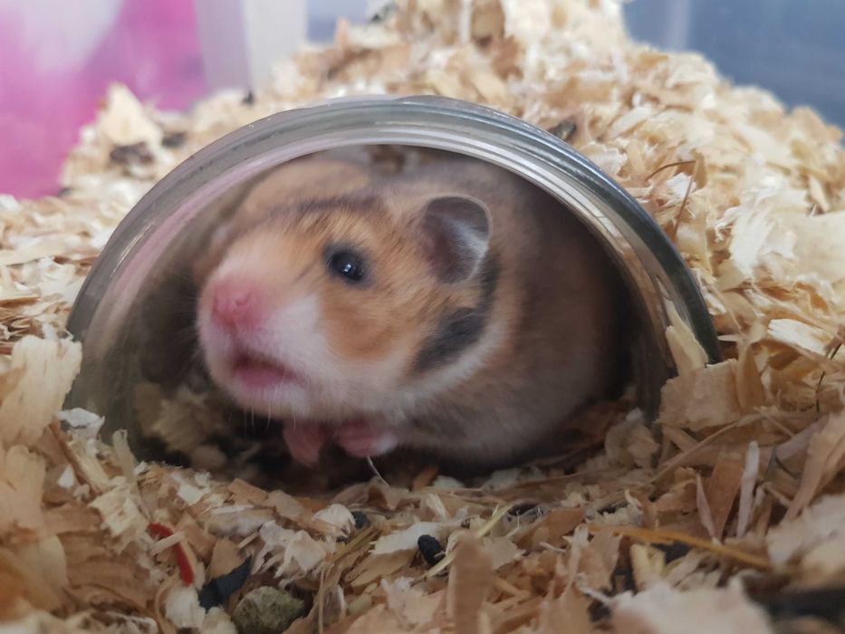 Chomik syryjski krótkowłosy