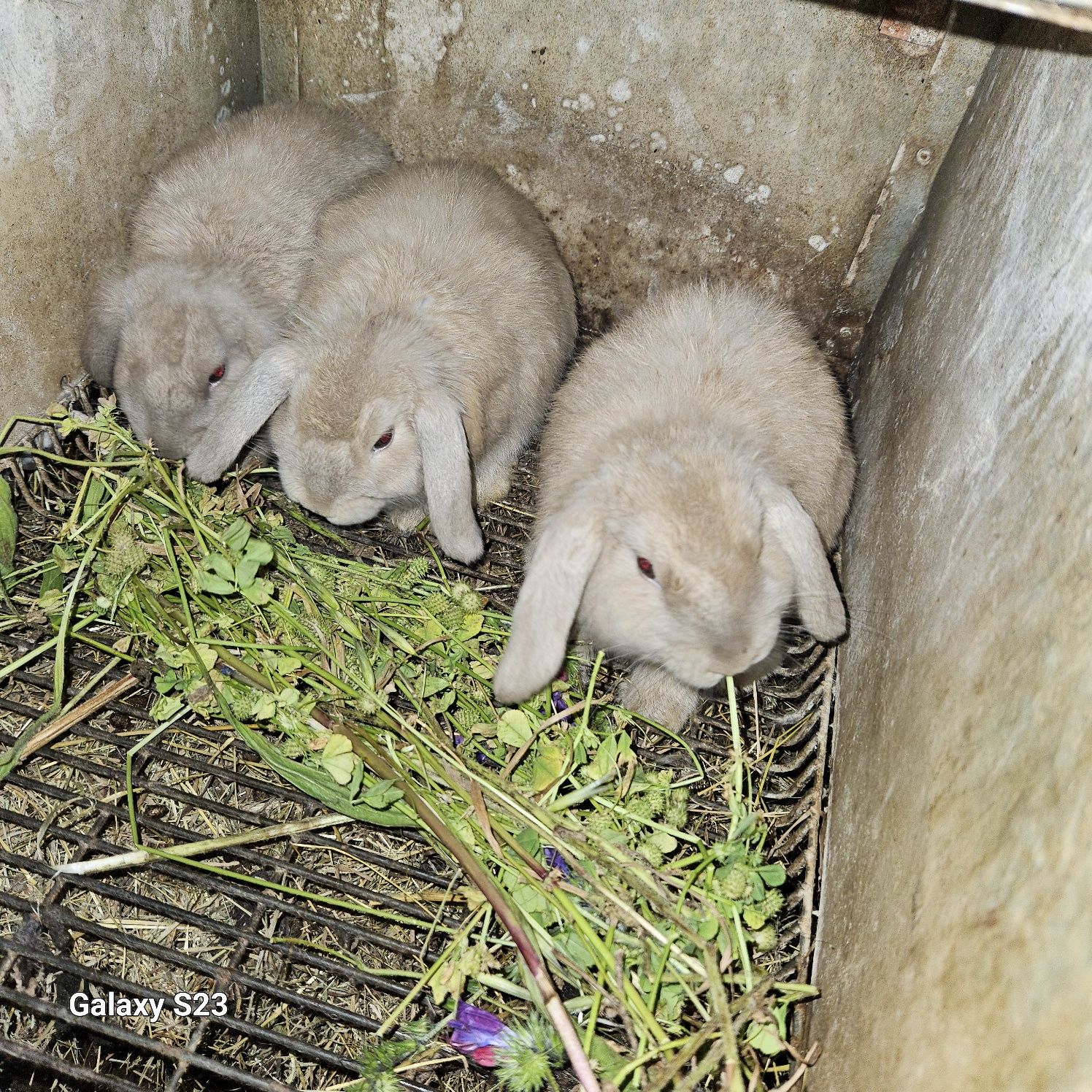 Coelhos anão Belier mini lop)