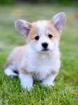 Welsh Corgi Pembroke – piesek 2,5 miesiąca. Facebook  - Alona Aleant