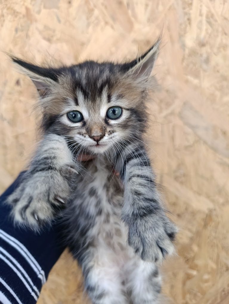 Котики в добрі руки